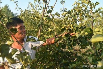 新型果樹種植 既產鮮果又成藥材，農民面臨的雙重機遇與困境