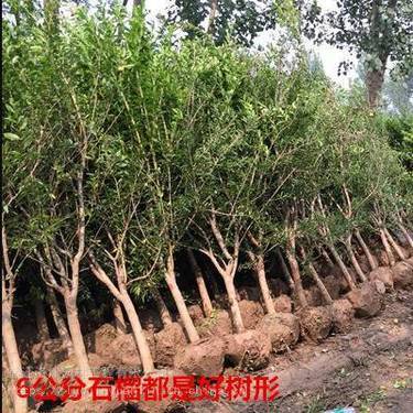 軟籽石榴苗選購指南 值得信賴的種植經營渠道