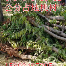 絳縣澤森苗木種植專業合作社 以專業種植助力綠色生態發展