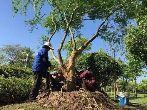 樹木移栽后的關鍵養護管理要點